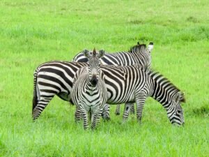 5 Days Wildlife Tanzania Safari