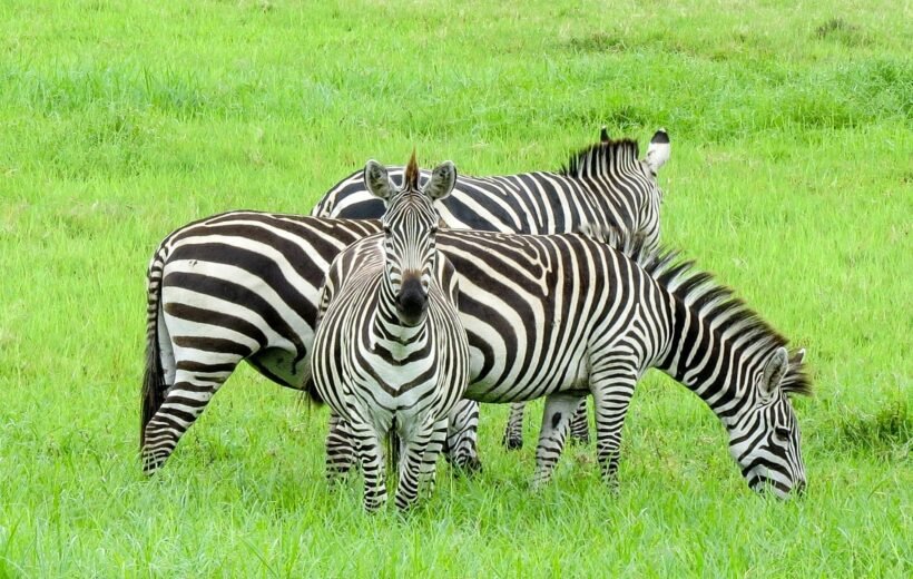 5 Days Wildlife Tanzania Safari