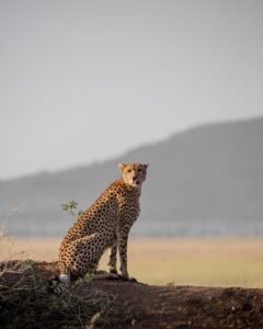 6 Days Tanzania Wildlife Safari