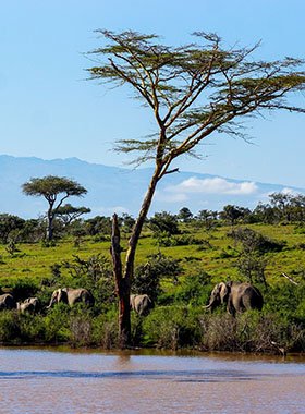 Kilimanjaro