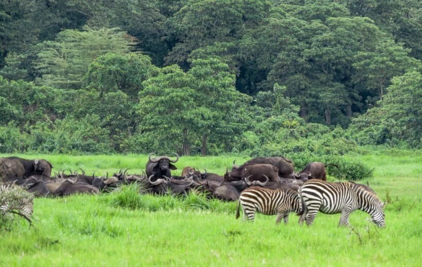 Day trip to Arusha National Park