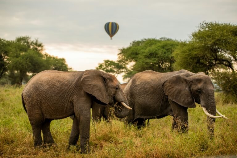 tanzania-wild-sky-NHQOJBbJgdk-unsplash (1)