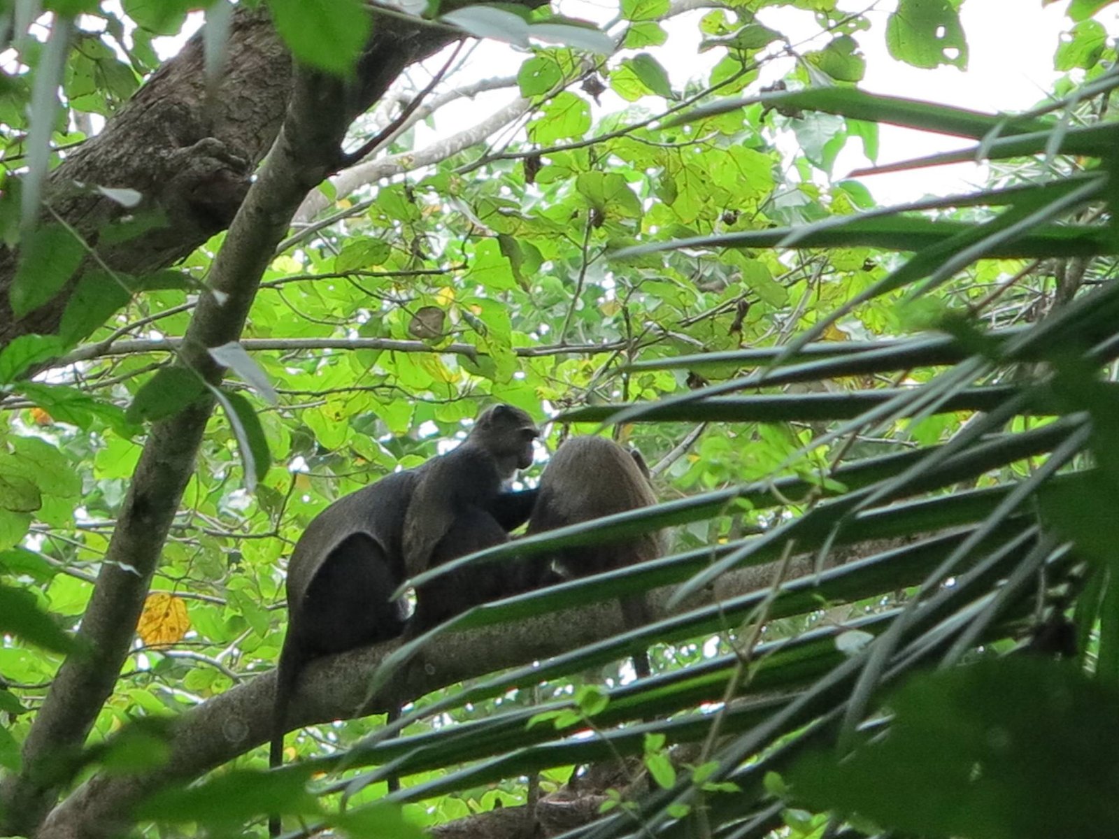 Rau_Forest_Blue_Monkeys_20