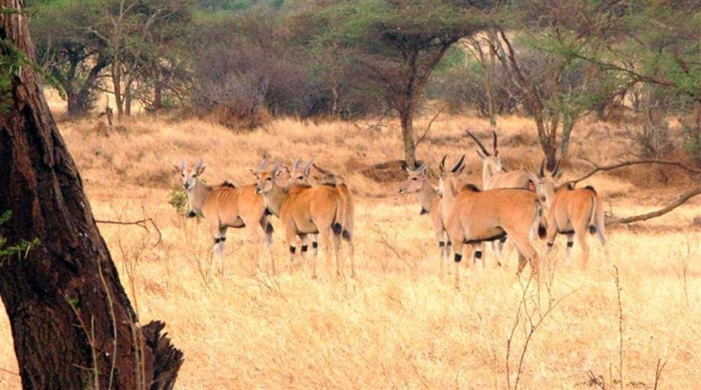 ndarakwai-camp-day-safari