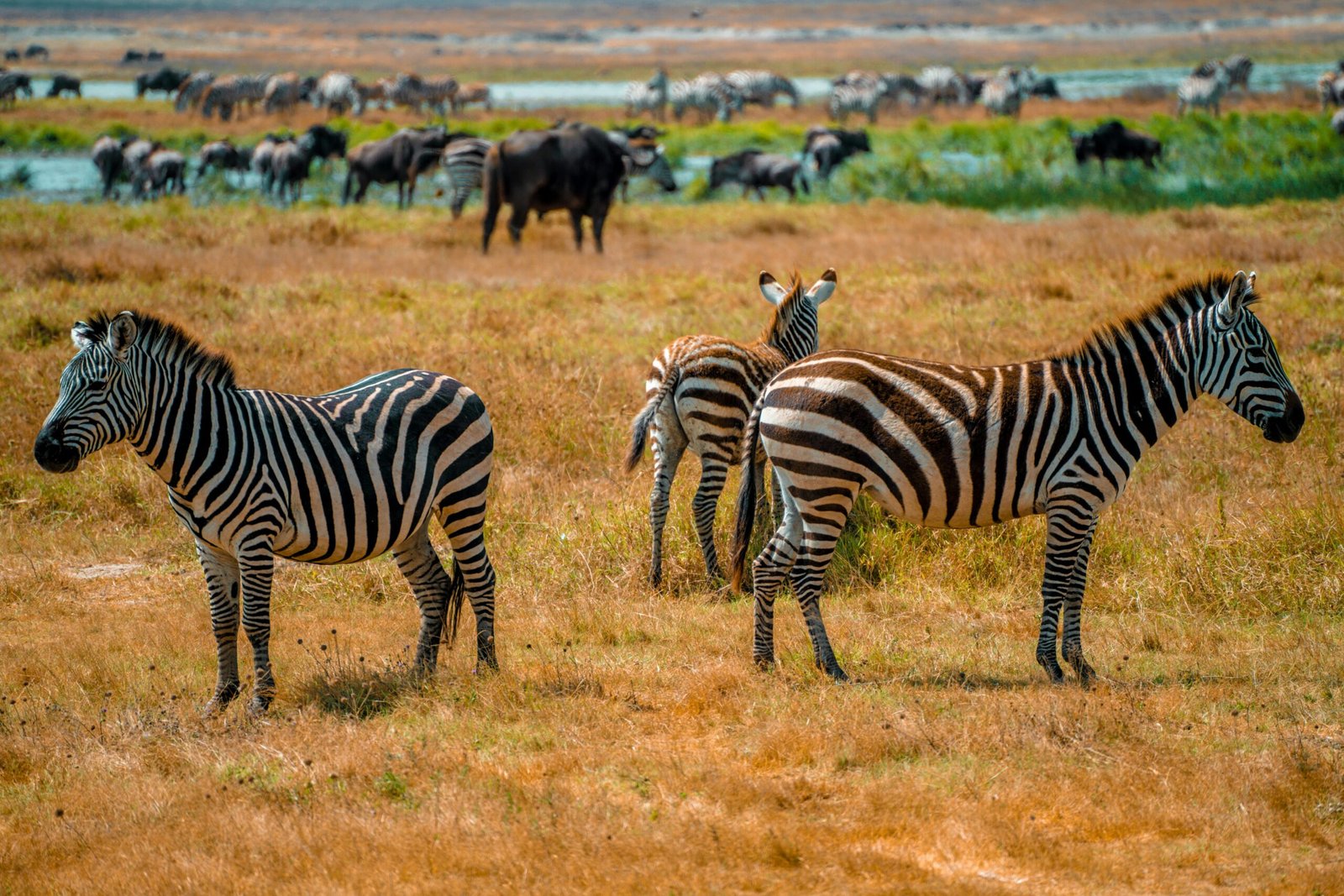 pexels-droneafrica-15247482
