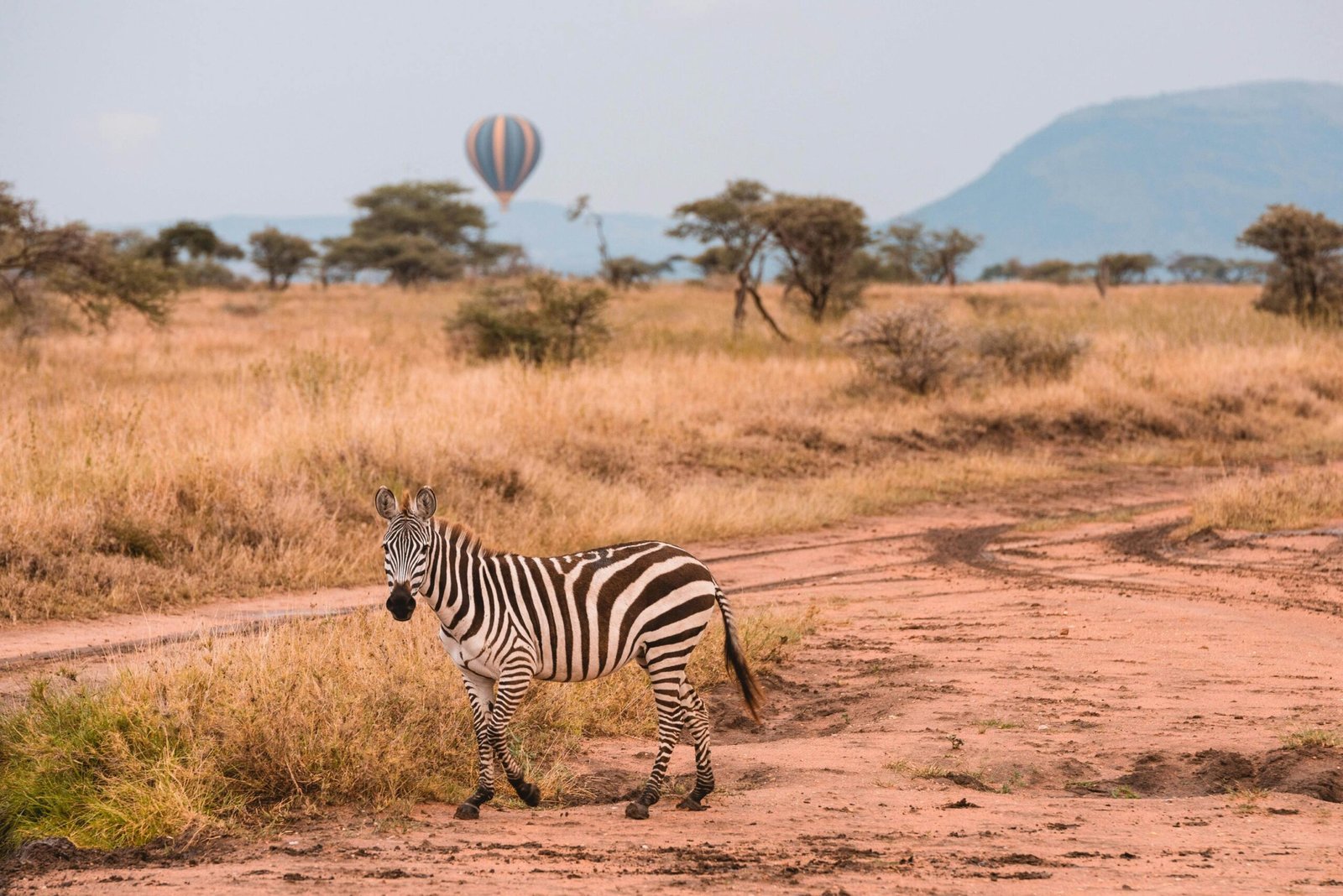pexels-tanzania-wild-sky-986912744-20179684