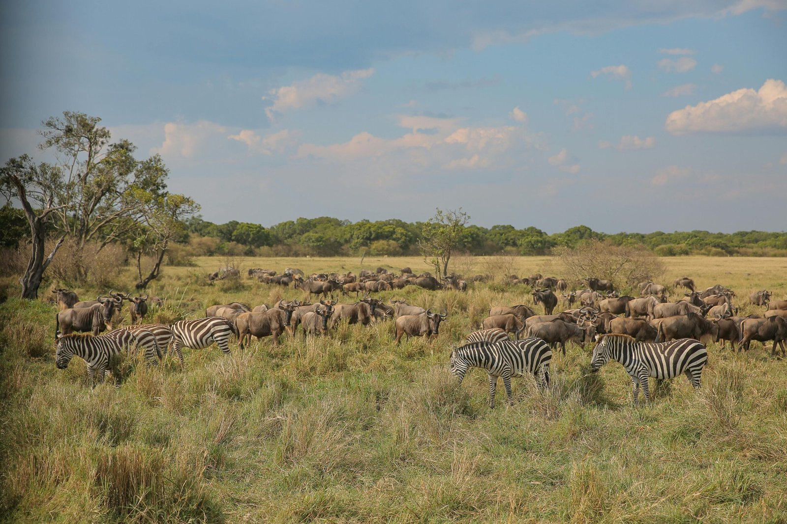 pexels-twilightkenya-13983138 (1)